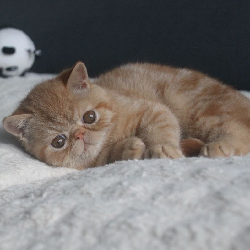 Centaur Exotic male, red tabby