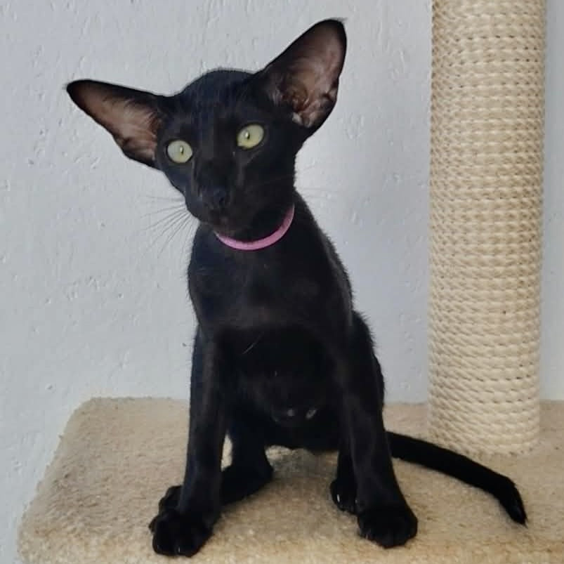 Airin Oriental Shorthair female, chocolate