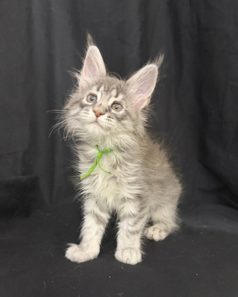 Zimba Maine Coon female, blue silver tabby