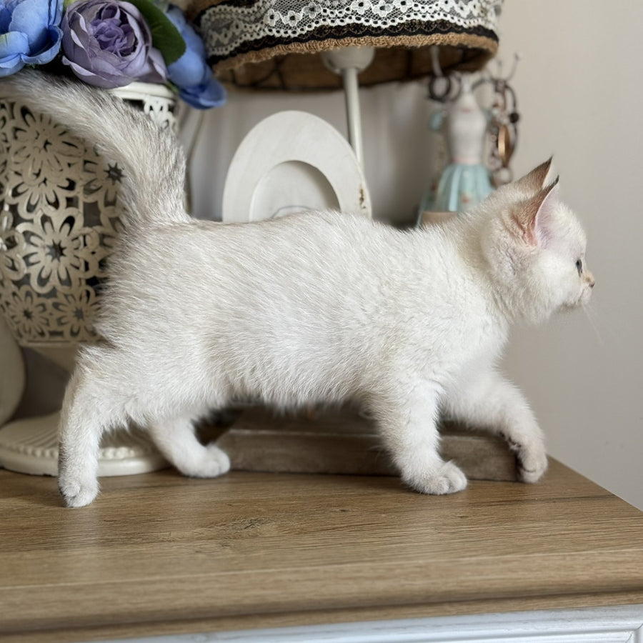 Maya British Shorthair female, black golden shaded pointed