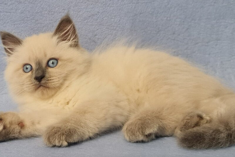 Archie Siberian male black pointed - live animals