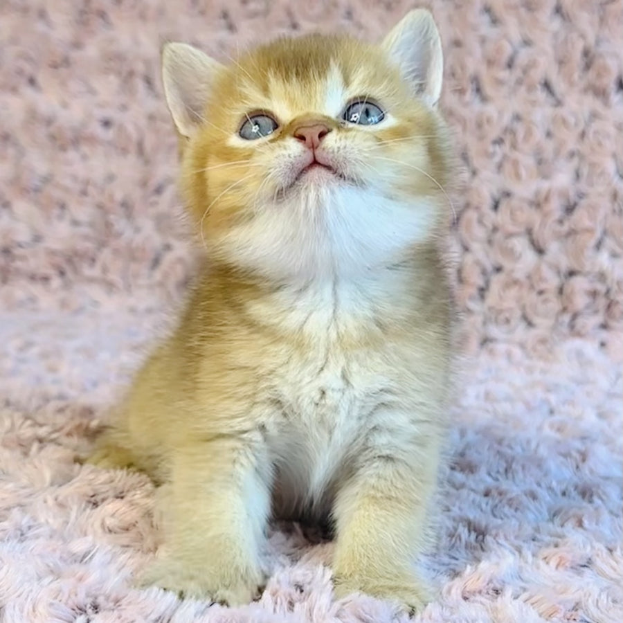Golden Prince British Shorthair male, cinnamon golden shaded