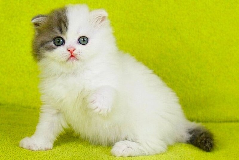 Fantasia Scottish Straight female, blue tabby van
