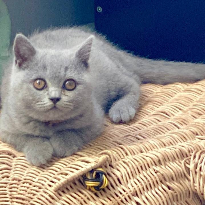 Alic British Shorthair male, blue