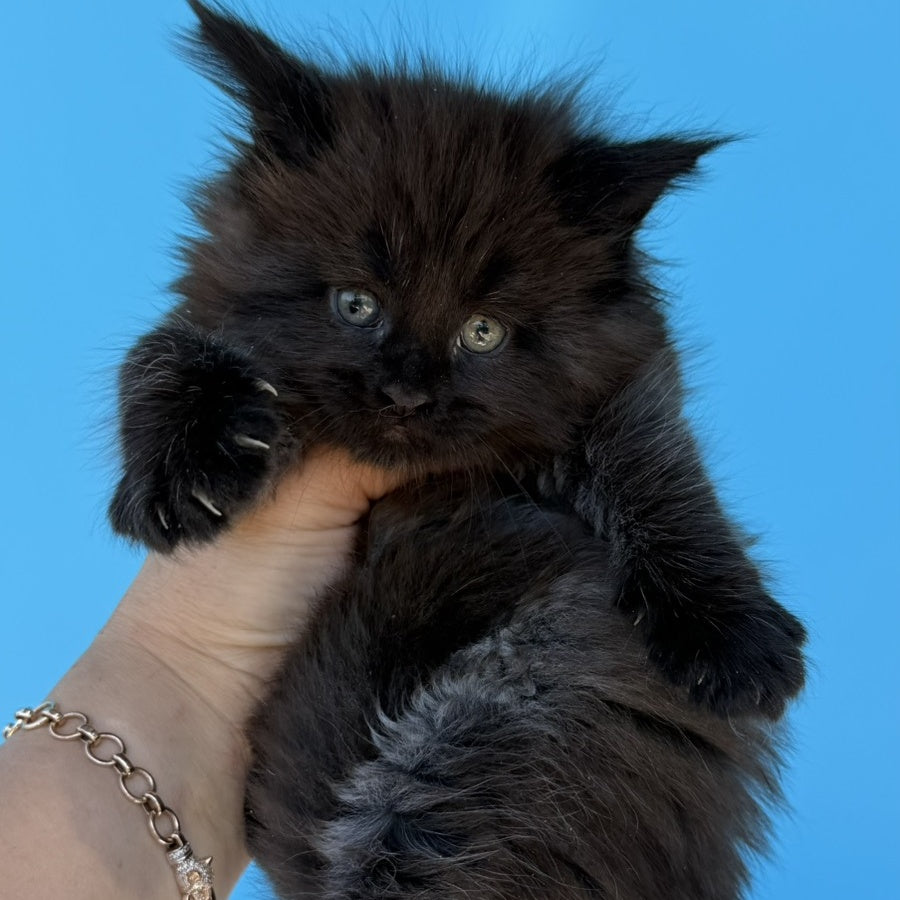 Ursa Maine Coon female, black silver