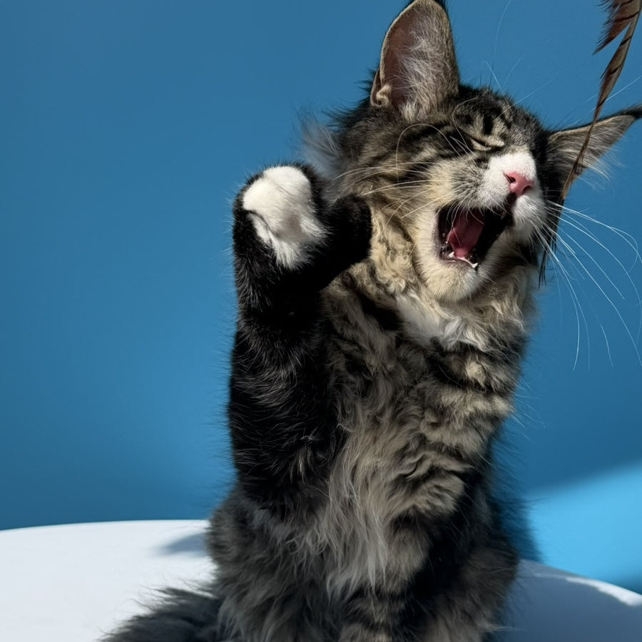 Kira’s Maine Coon polydactyl 6x6x6x6 male, black spotted tabby bicolour