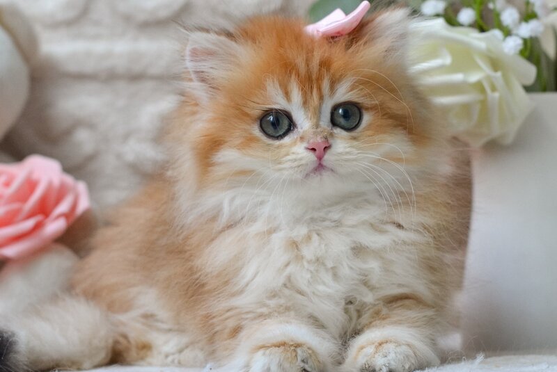 Emma British Longhair female, black golden shaded