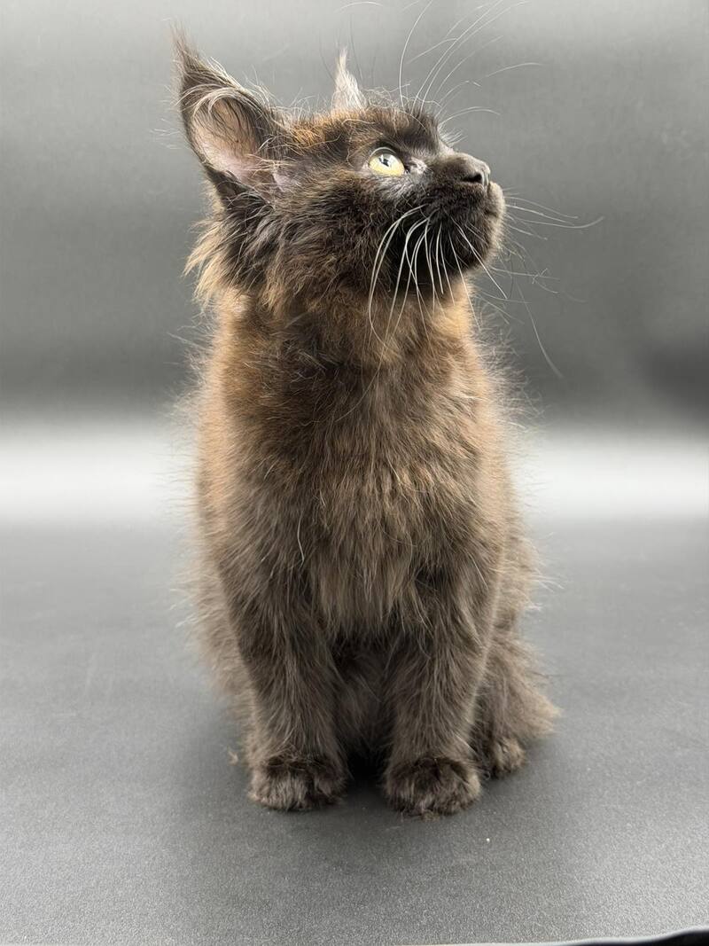 Freya Maine Coon female black - live animals
