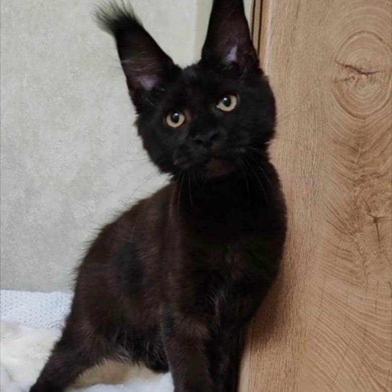Krasotka Maine Coon female, black