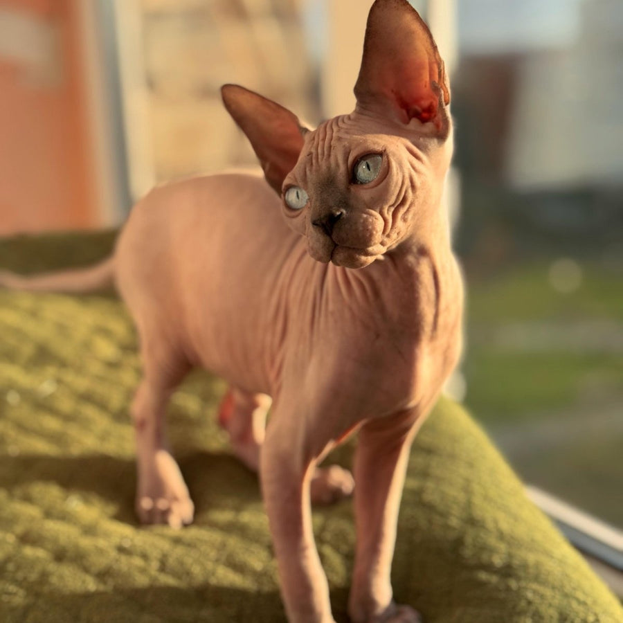 Fiona Canadian Sphynx female, blue pointed