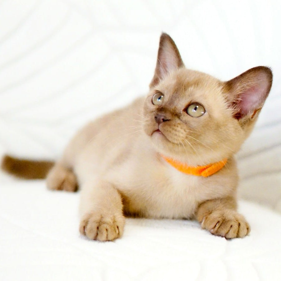 Vanessa Burmese female, chocolate