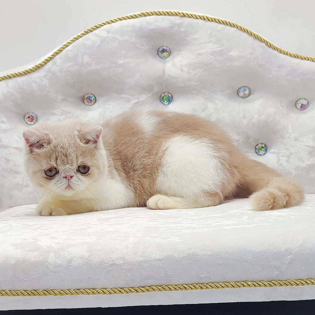 Amrisha Exotic female, cream bicolour