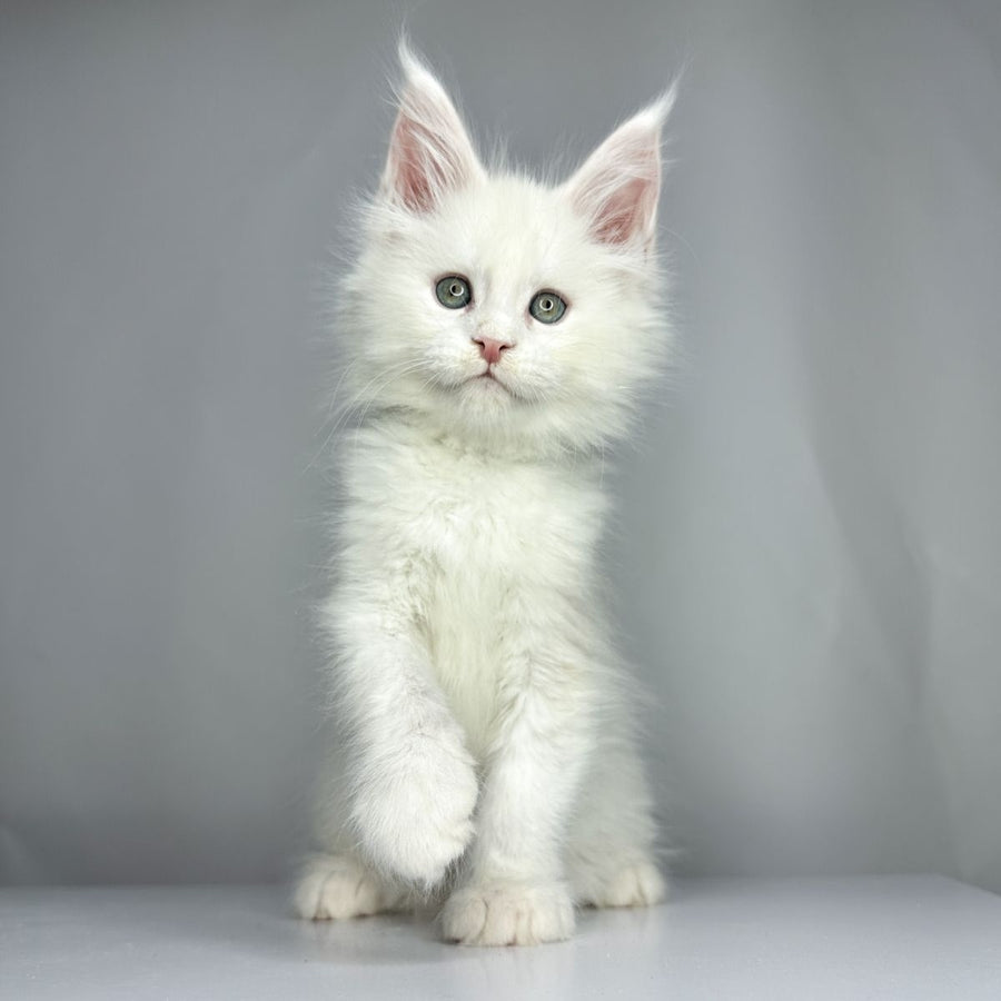 Gordey Maine Coon male, white