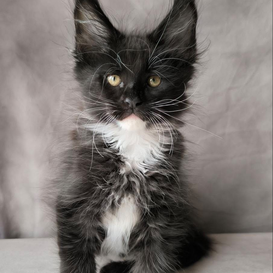 Phantom Maine Coon male, black bicolour