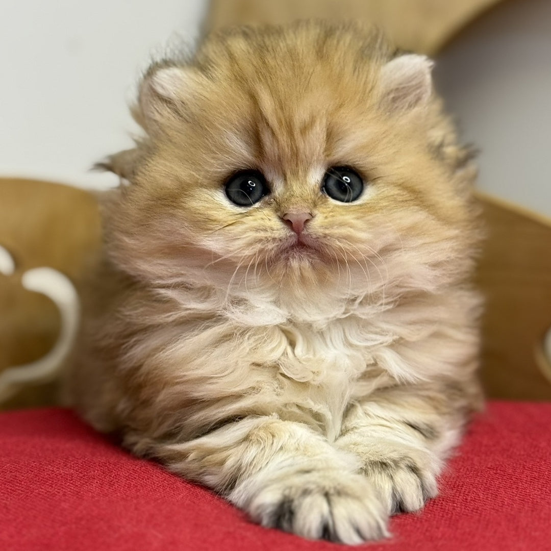 Nori British Longhair female, black golden tabby