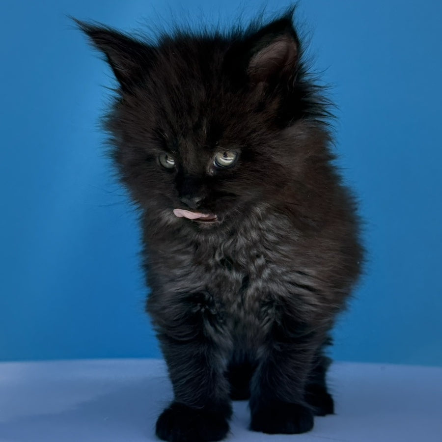 Ursa Maine Coon female, black silver