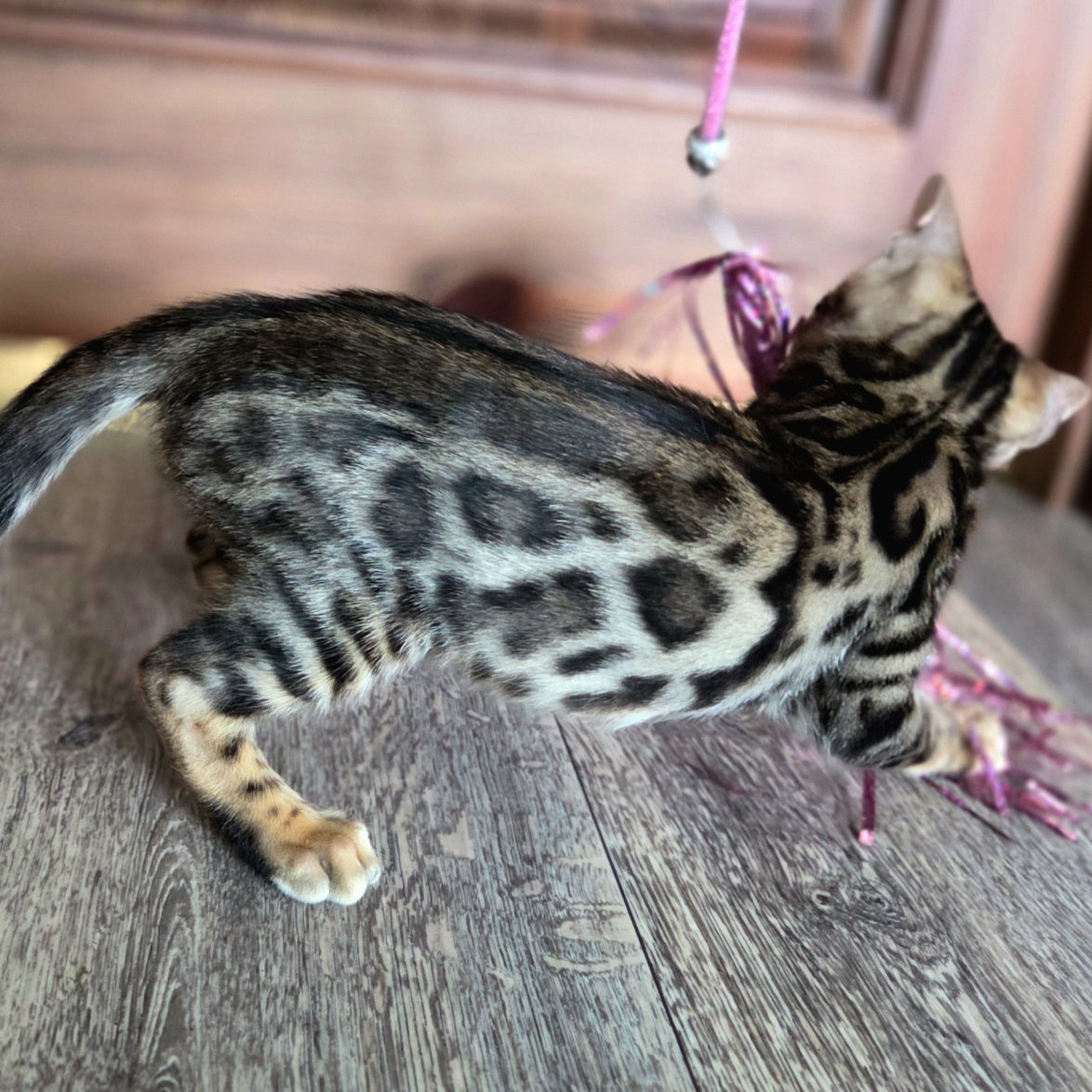 Monty Bengal male, black spotted tabby
