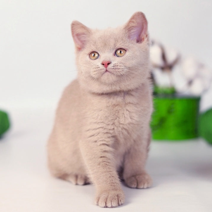 Milky British Shorthair female, fawn
