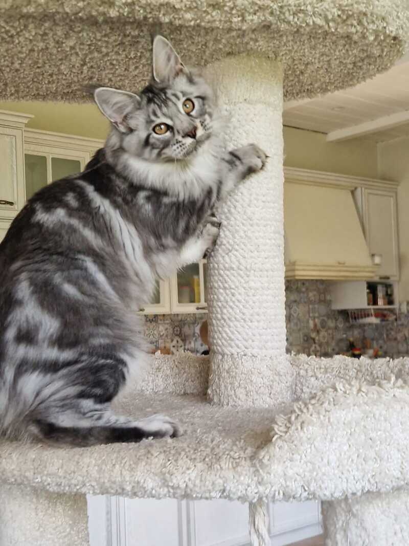 Bagira Maine Coon female, black silver tabby