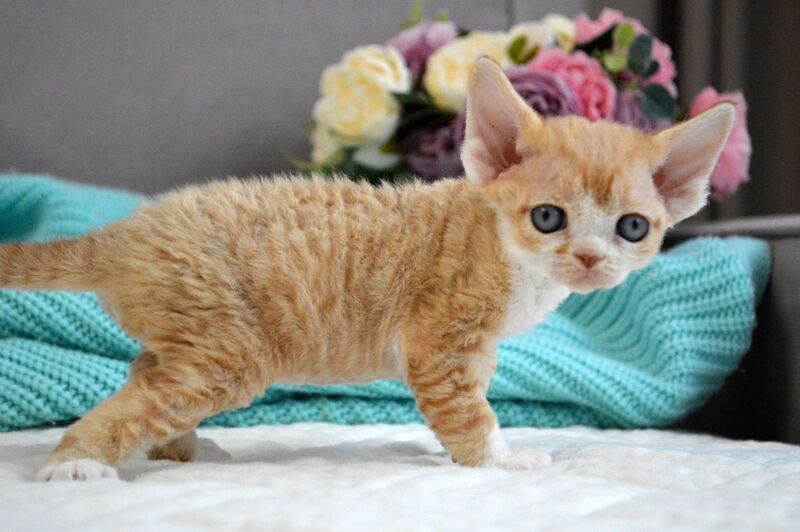 Dave Devon Rex male red bicolour live animals