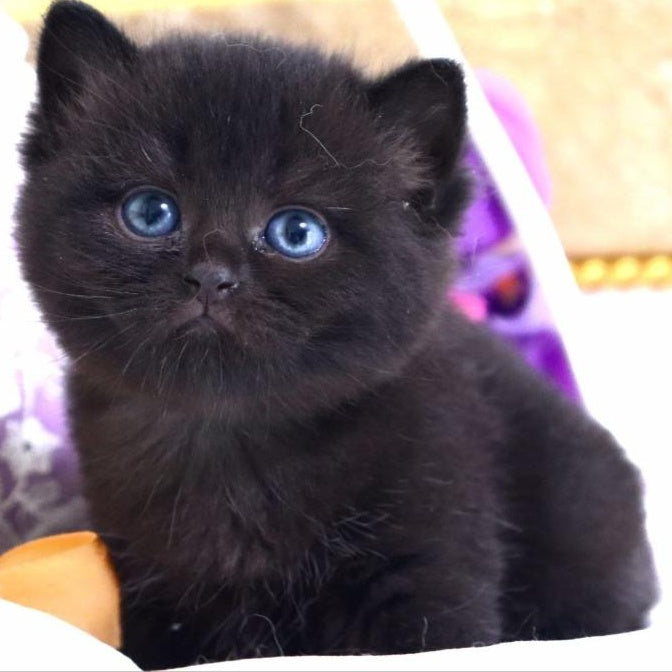 Nil British Shorthair male, black