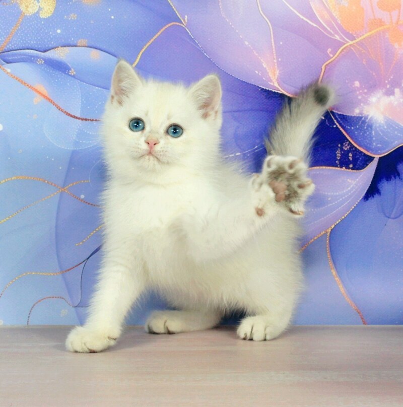 Quest British Shorthair male blue golden shaded pointed - live animals