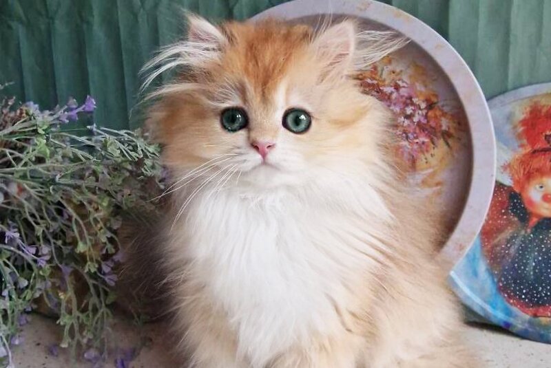 Zabava British Longhair female, black golden chinchilla