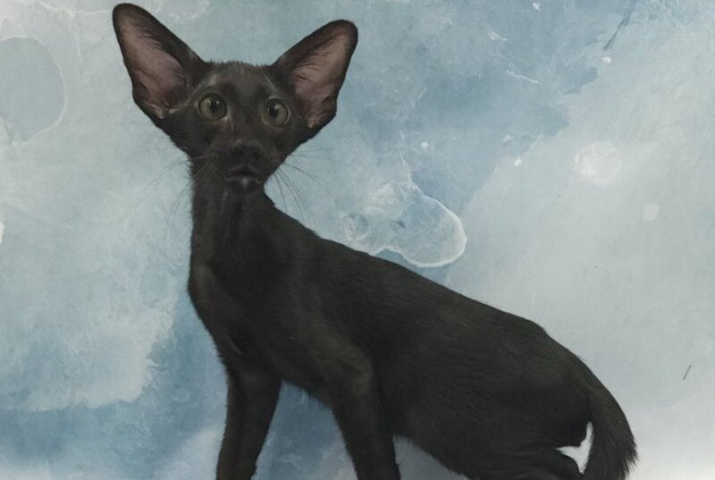 Otto Oriental Shorthair male, black