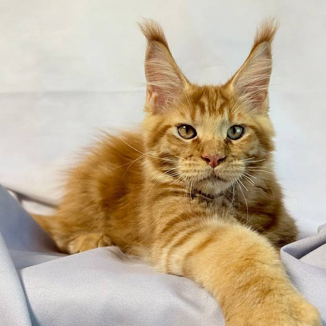 Hermes Maine Coon male, red