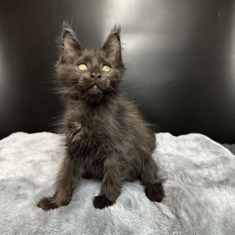 Barcelona Maine Coon female black - live animals