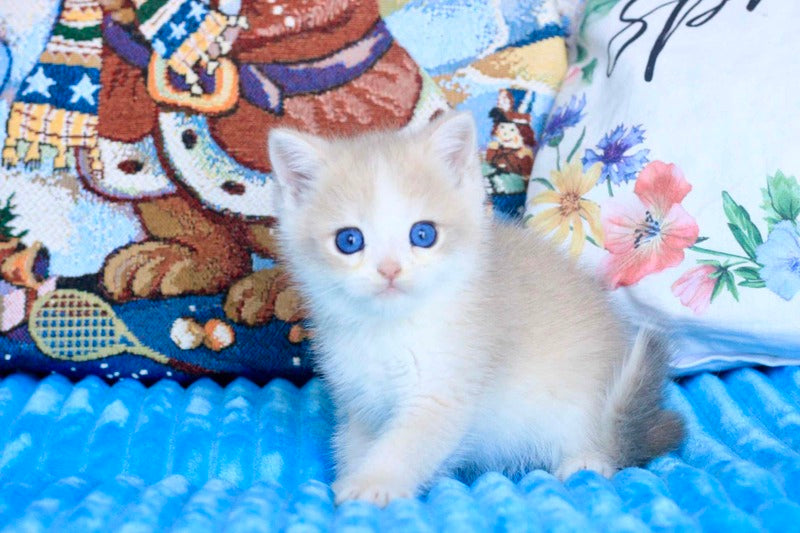 Velvet British Shorthair male, blue golden chinchilla