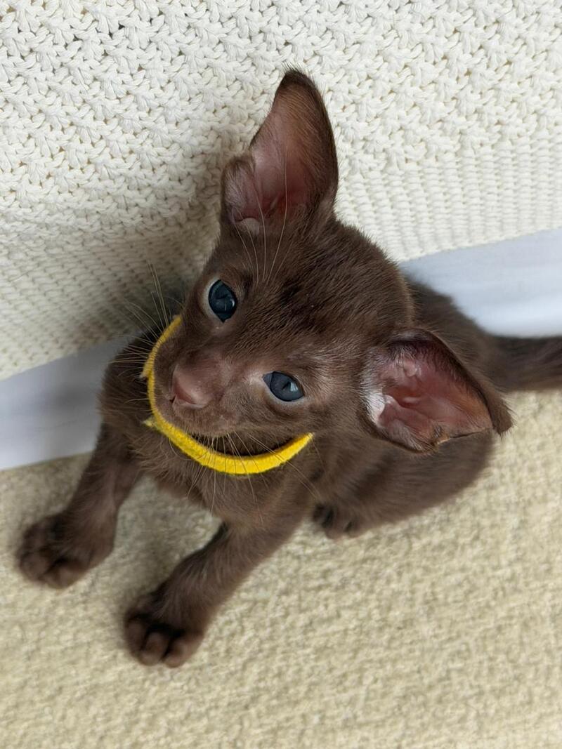 Adele Oriental Shorthair female chocolate - live animals