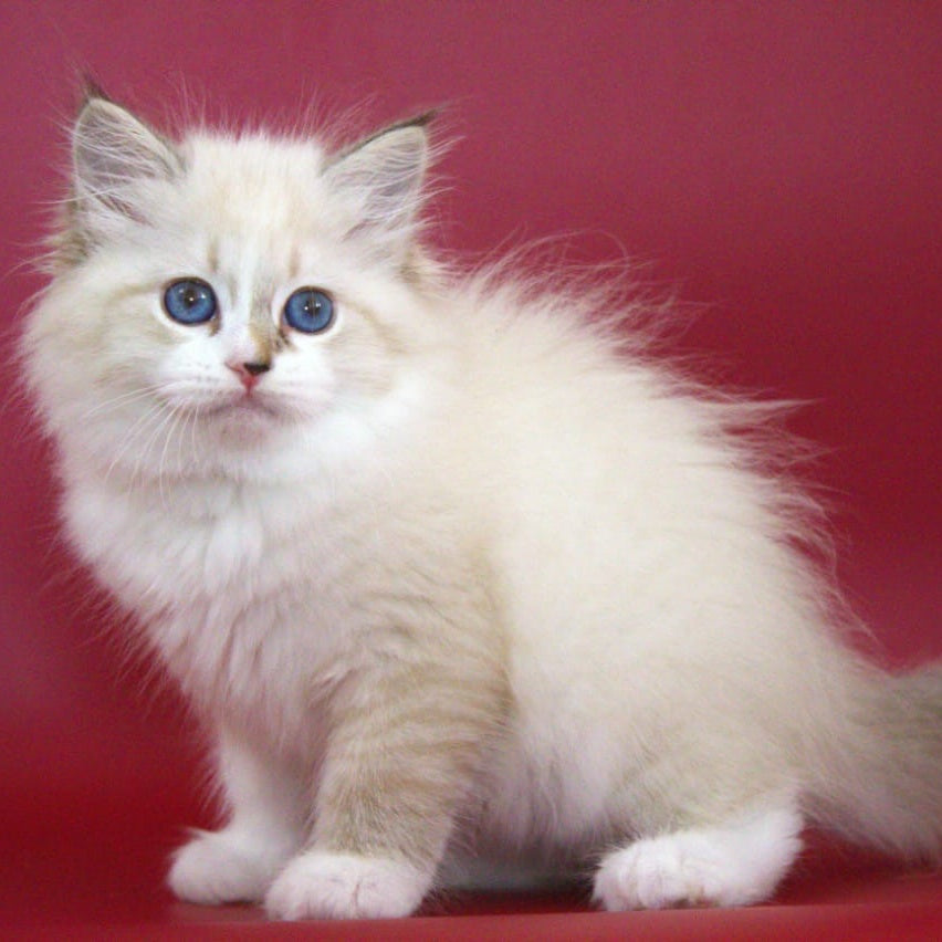Georgina Siberian female, black with white tabby pointed