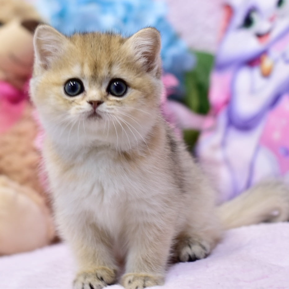 Galaxy British Shorthair female, black golden shaded