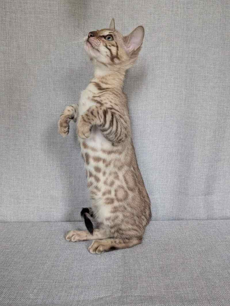 Yuki Bengal female black spotted tabby pointed - live animals