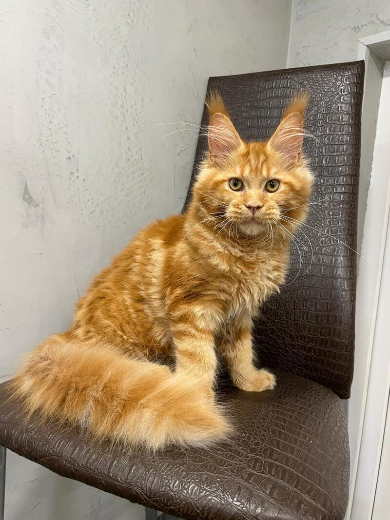 Jaguar Maine Coon male, red