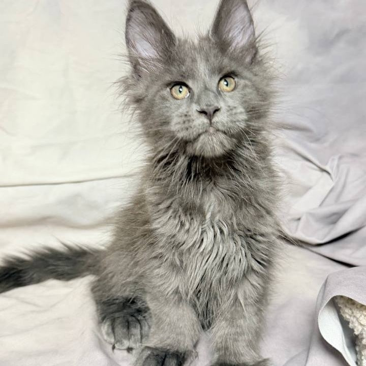 Imany Maine Coon polydactyl 5x5x6x6 female, blue silver