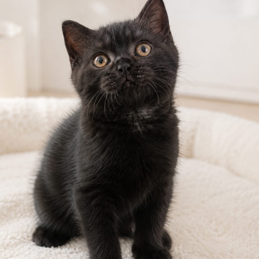 Linda British Shorthair female, black