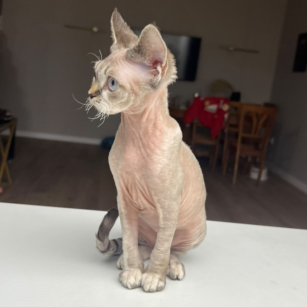 Sugar Devon Rex female, black tortie tabby pointed