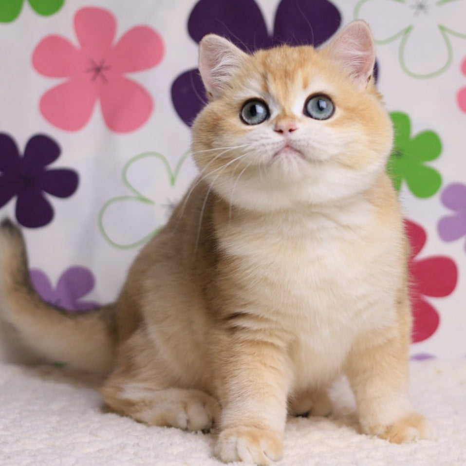 Percy British Shorthair male, black golden chinchilla