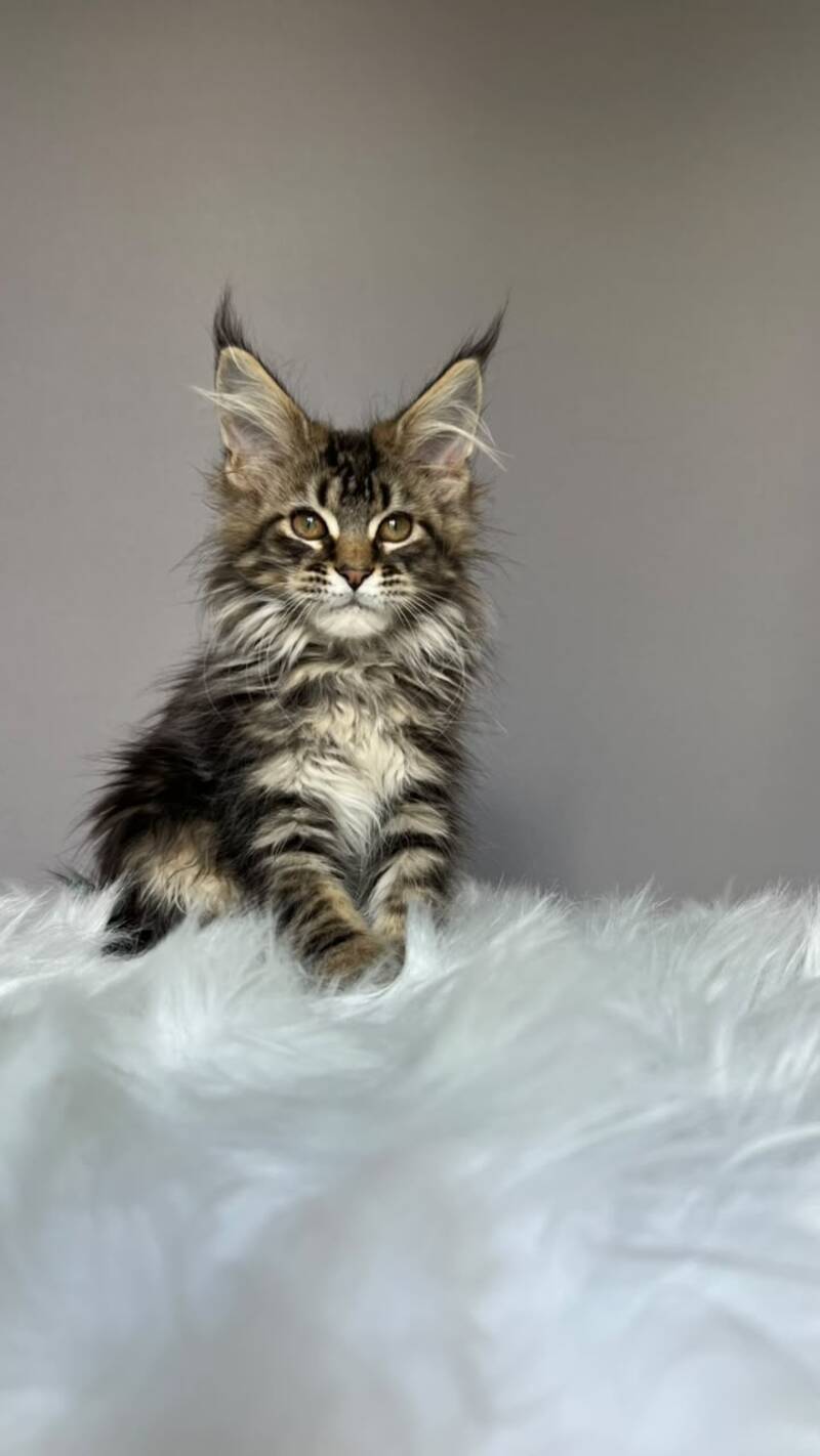 Fil Maine Coon male, black tabby