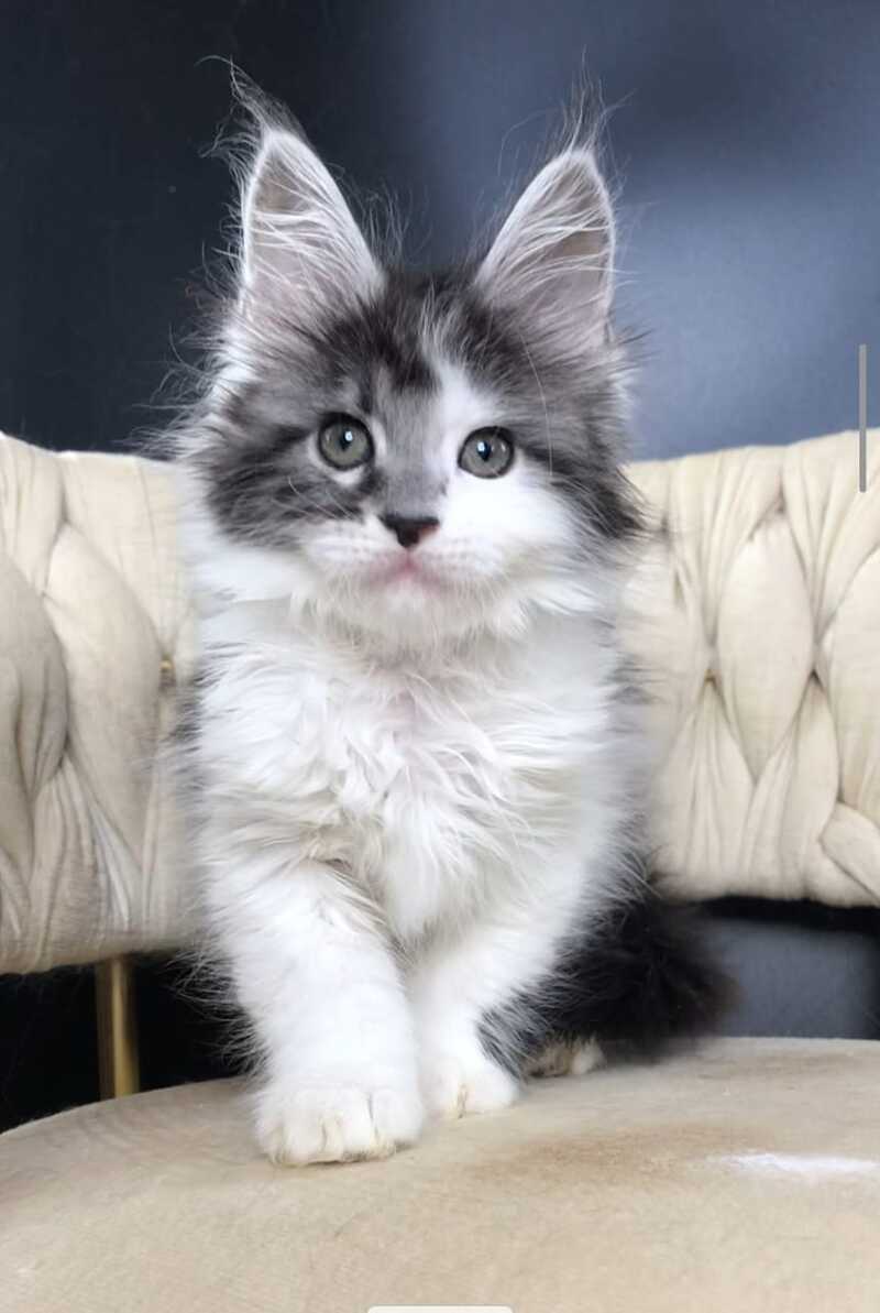 Winston Maine Coon male, black tabby bicolour