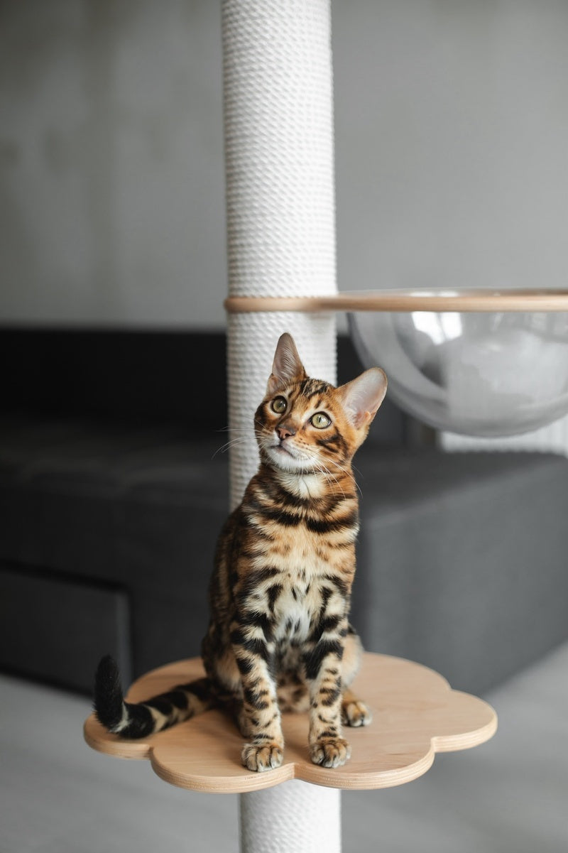 Jaime Bengal male black spotted tabby - live animals