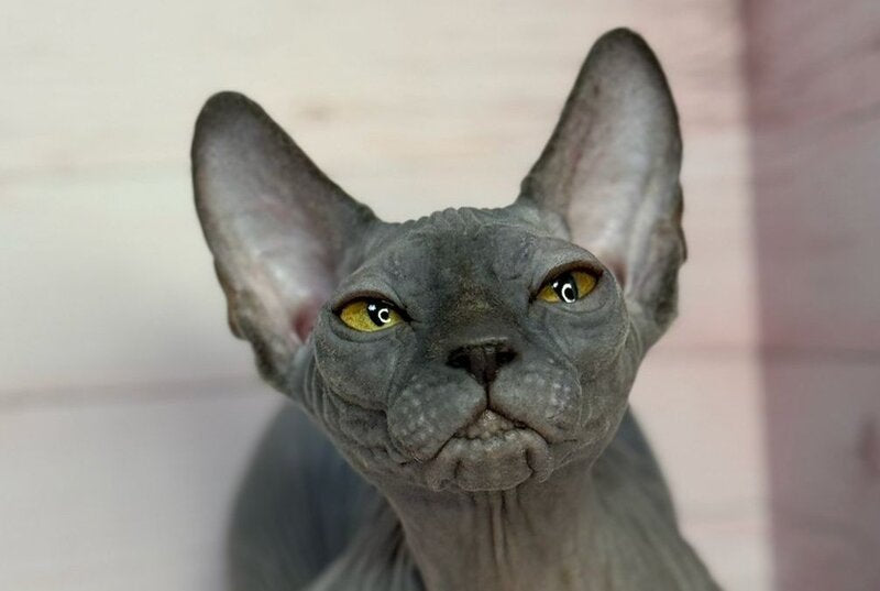 Adel Canadian Sphynx male, blue