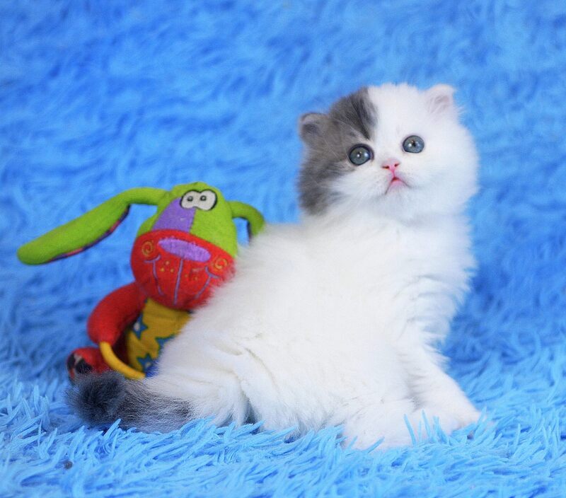 Fantasia Scottish Straight female, blue tabby van