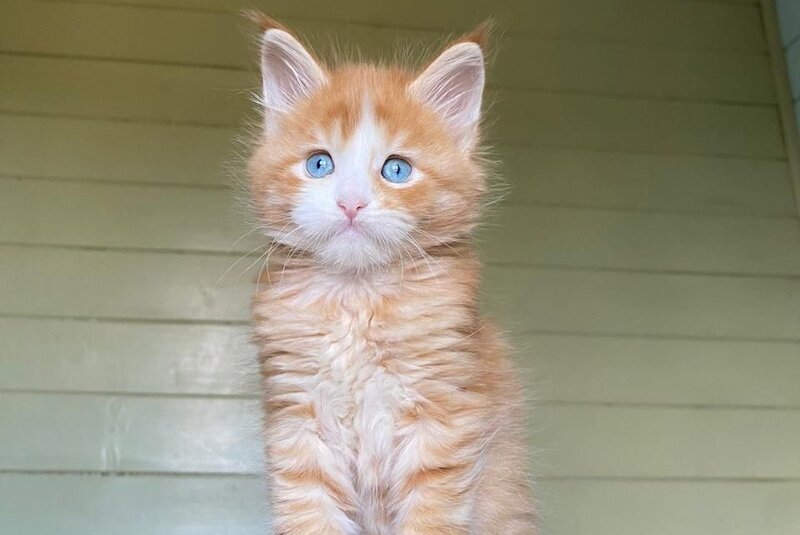 Tutti Frutti Maine Coon male, red tabby with white