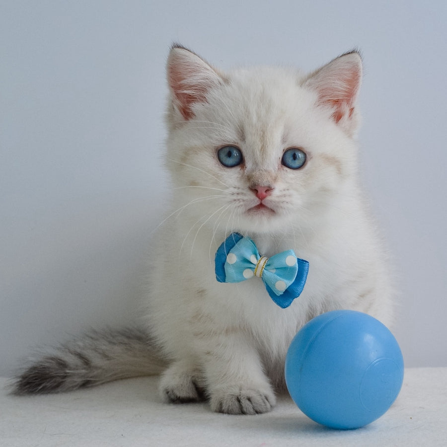 Iman British Shorthair male, black golden tabby pointed