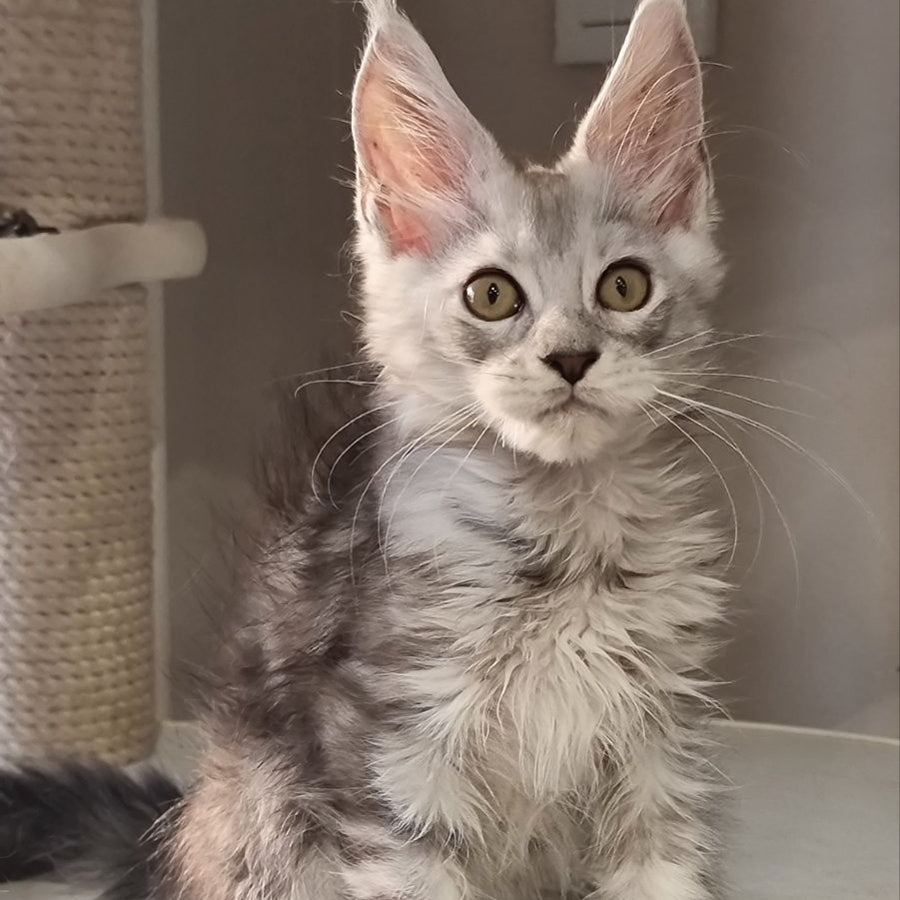 Elisa Maine Coon female, black silver tabby