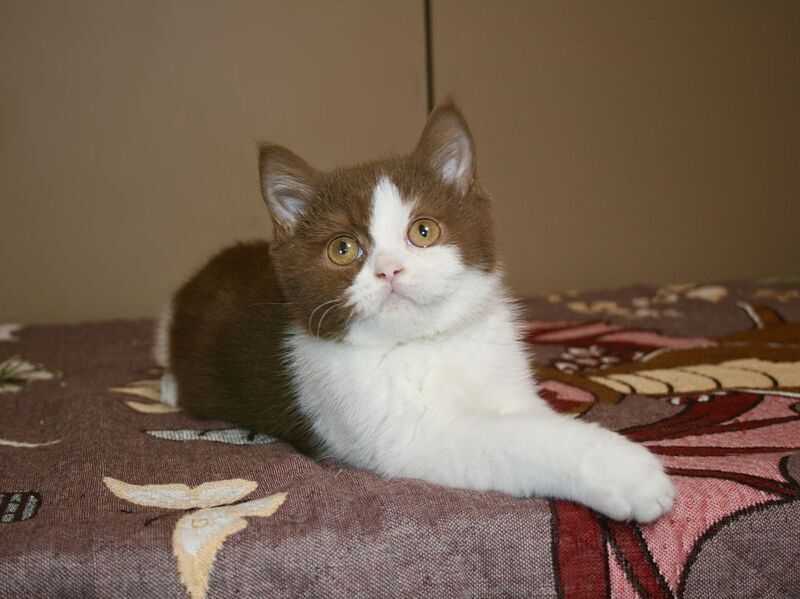Jonathan British Shorthair male, cinnamon bicolour