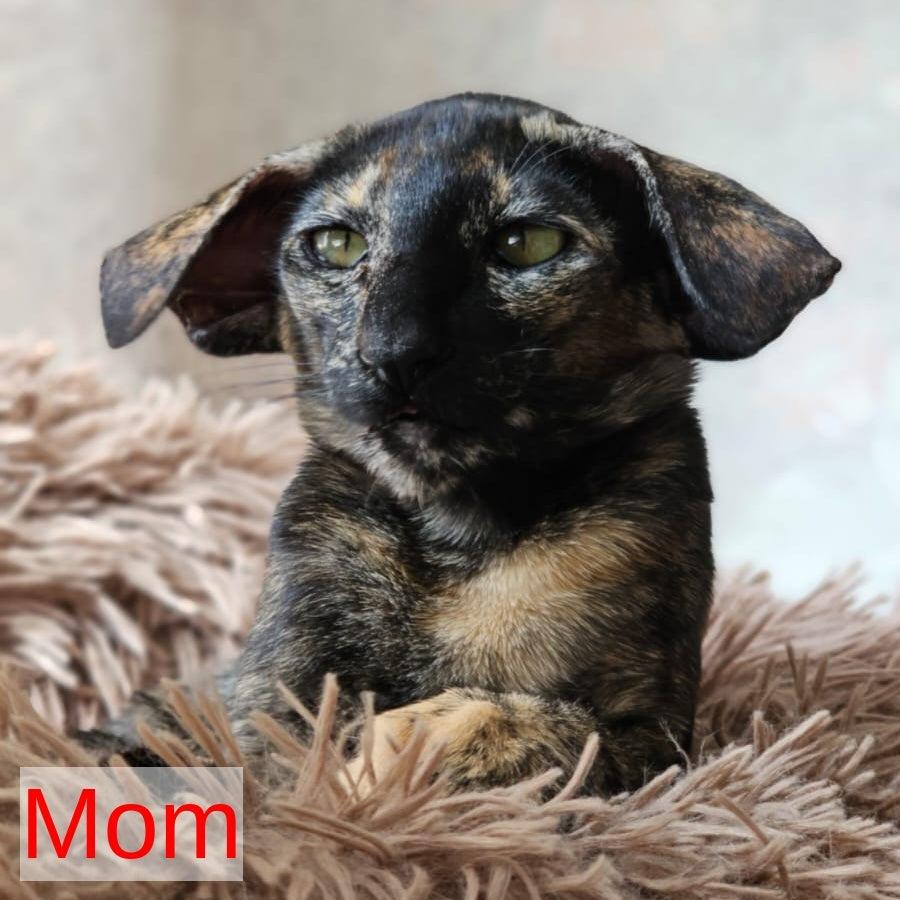 Vegas Oriental Shorthair male, red spotted tabby